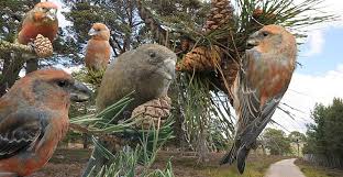 Attēlu rezultāti vaicājumam “Loxia pytyopsittacus”