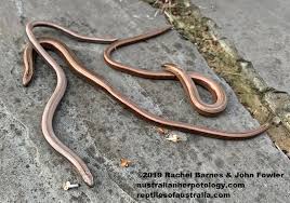 Attēlu rezultāti vaicājumam “Anguis fragilis adult”