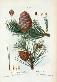 Image result for Pinus cembra