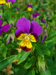 Attēlu rezultāti vaicājumam “Viola tricolor flower”