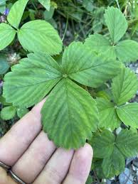 Attēlu rezultāti vaicājumam “Fragaria viridis leaf”