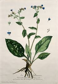 Image result for Pulmonaria officinalis