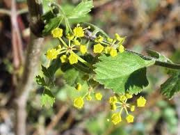 Attēlu rezultāti vaicājumam “Pastinaca sativa subsp. sylvestris”