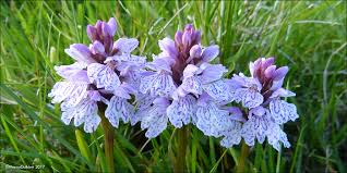 Attēlu rezultāti vaicājumam “Dactylorhiza maculata bud”