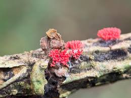 Attēlu rezultāti vaicājumam “Arcyria denudata macro”