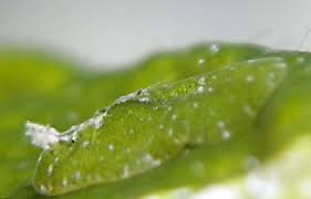 Attēlu rezultāti vaicājumam “Licea pusilla macro”