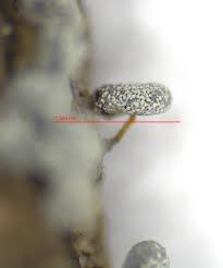 Attēlu rezultāti vaicājumam “Physarum luteolum spores”