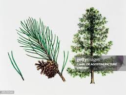 Attēlu rezultāti vaicājumam “Pinus mugo fruit”