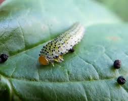 Attēlu rezultāti vaicājumam “Argidae larva”