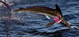 Image result for Kajikia albida