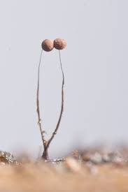 Attēlu rezultāti vaicājumam “Amaurochaete fusiformis macro”