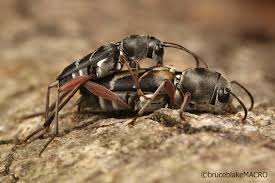 Attēlu rezultāti vaicājumam “Cerambycidae”