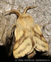 Attēlu rezultāti vaicājumam “Malacosoma castrensis”