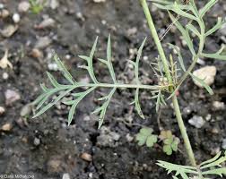 Image result for Scabiosa ochroleuca