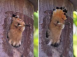 Attēlu rezultāti vaicājumam “Upupa epops”