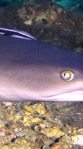 Image result for Triaenodon obesus