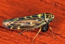 Attēlu rezultāti vaicājumam “Lamprotettix nitidulus”