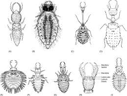 Attēlu rezultāti vaicājumam “Myrmeleontidae larva”
