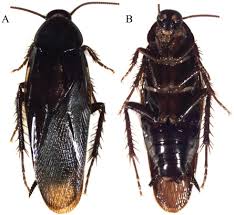 Attēlu rezultāti vaicājumam “Blattoptera”