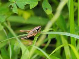 Attēlu rezultāti vaicājumam “Metrioptera roeselii”