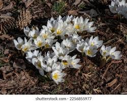 Attēlu rezultāti vaicājumam “Colchicum szovitsii subsp. szovitsii flower”