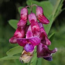 Attēlu rezultāti vaicājumam “Lathyrus niger leaf”
