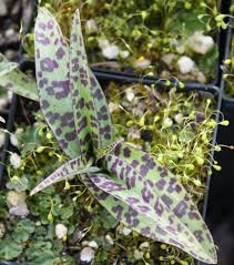 Attēlu rezultāti vaicājumam “Dactylorhiza fuchsii leaf”