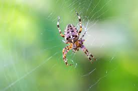 Attēlu rezultāti vaicājumam “Araneus diadematus”