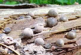 Attēlu rezultāti vaicājumam “Lycogala ustulatum”