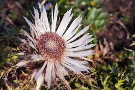 Image result for Silberdistel