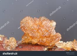 Attēlu rezultāti vaicājumam “Exidia saccharina”