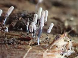 Attēlu rezultāti vaicājumam “Stemonitopsis typhina”