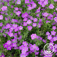 Image result for Nierembergia