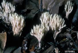 Attēlu rezultāti vaicājumam “Lentaria”