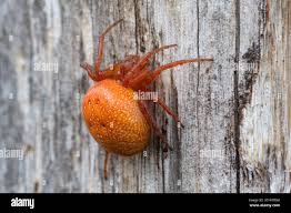 Attēlu rezultāti vaicājumam “Araneidae”