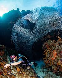 Resultado de imagen para cozumel dive