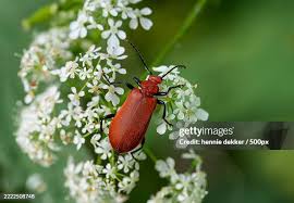 Attēlu rezultāti vaicājumam “Oxymirus cursor female”