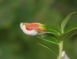 Attēlu rezultāti vaicājumam “Exobasidium vaccinii”