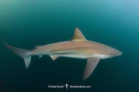 Image result for Carcharhinus brachyurus