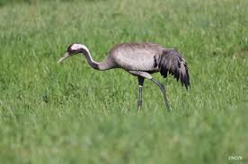 Attēlu rezultāti vaicājumam “Gruiformes”