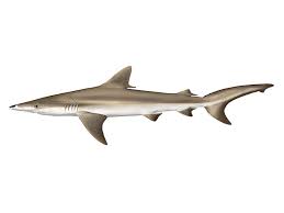 Image result for Nasolamia velox