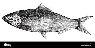 Image result for Alosa sapidissima