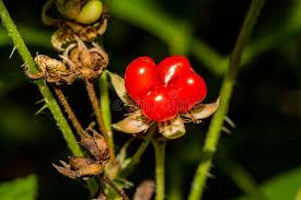 Attēlu rezultāti vaicājumam “Rubus saxatilis fruit”