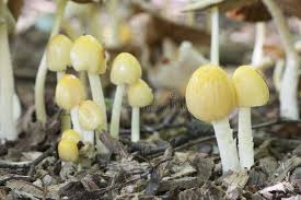 Attēlu rezultāti vaicājumam “Bolbitius vitellinus”