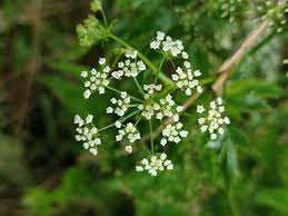 Attēlu rezultāti vaicājumam “Berula erecta”