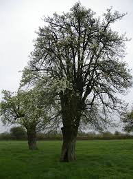 Attēlu rezultāti vaicājumam “Pyrus communis”