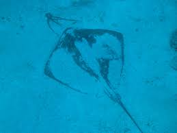 Image result for Hypanus americanus