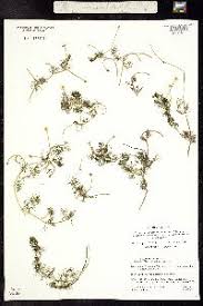 Attēlu rezultāti vaicājumam “Batrachium circinatum”