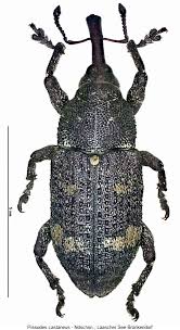 Attēlu rezultāti vaicājumam “Pissodes castaneus”