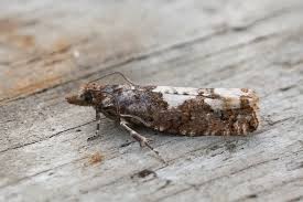 Attēlu rezultāti vaicājumam “Epinotia trigonella”